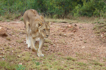 Afrikanischer Löwe / African lion / Panthera leo.