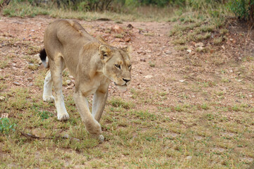 Afrikanischer Löwe / African lion / Panthera leo.