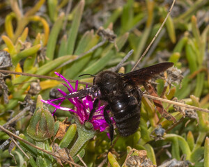 Large black bee collecting nectar from vibrant purple wildflower