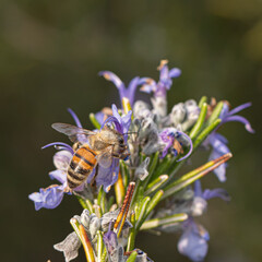 Honeybee collecting nectar from vibrant purple lavender flowers