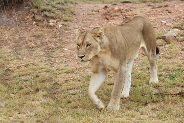 Afrikanischer Löwe / African lion / Panthera leo.