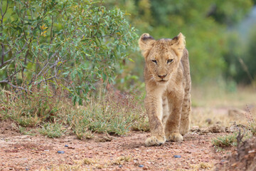 Afrikanischer Löwe / African lion / Panthera leo...