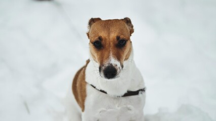 A Jack Russell Terrier shivers in the winter snow.