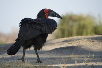 Fototapeta premium Southern Ground Hornbill in Chobe National Park