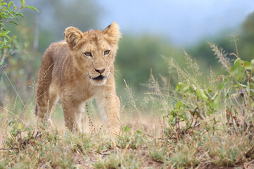 Afrikanischer Löwe / African lion / Panthera leo...