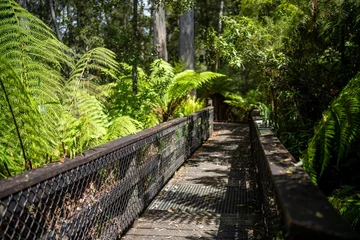 Papier Peint photo Mont Cradle boardwalk walking track in a national park in tasmania australia in spring