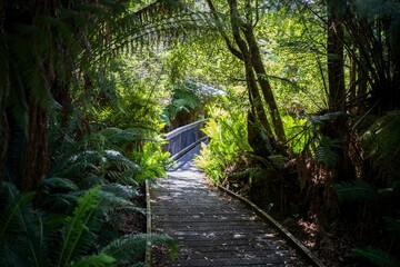 boardwalk walking track in a national park in tasmania australia in spring