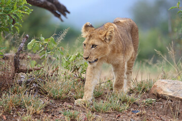 Afrikanischer Löwe / African lion / Panthera leo...