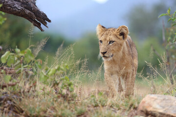 Afrikanischer Löwe / African lion / Panthera leo...