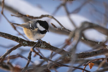 Fototapeta premium Coal tit (Periparus ater)