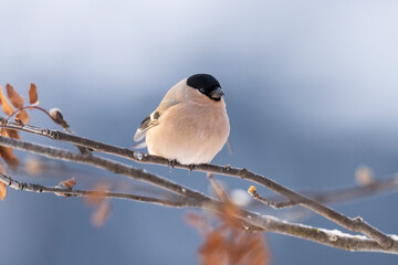 Eurasian bullfinch (Pyrrhula pyrrhula)