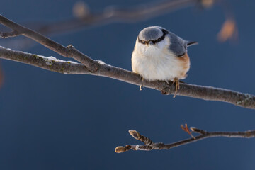 Eurasian nuthatch (Sitta europaea) on a branch
