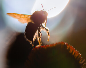 bumblebee taking flight