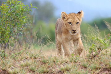 Afrikanischer Löwe / African lion / Panthera leo...