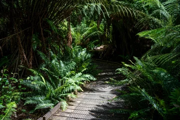 Keuken foto achterwand Cradle Mountain boardwalk walking track in a national park in tasmania australia in spring