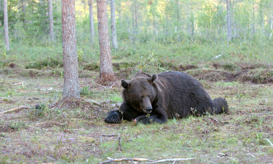 A photo of brown bear