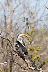 A photo of southern yellow billed hornbill
