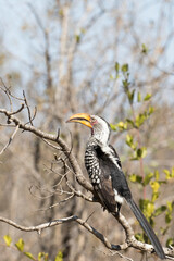 A photo of southern yellow billed hornbill