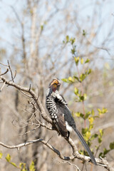 A photo of southern yellow billed hornbill