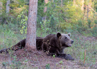 A photo of brown bear