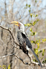 A photo of southern yellow billed hornbill