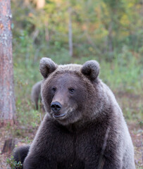 Fototapeta premium A photo of brown bear