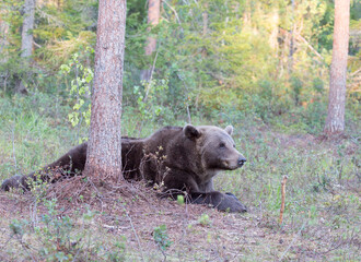 A photo of brown bear