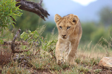 Afrikanischer Löwe / African lion / Panthera leo...