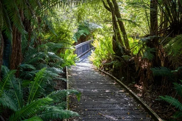 Crédence de cuisine en verre imprimé Mont Cradle boardwalk walking track in a national park in tasmania australia in spring