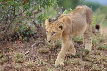 Naklejka premium Afrikanischer Löwe / African lion / Panthera leo...