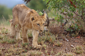 Afrikanischer Löwe / African lion / Panthera leo...