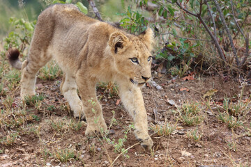 Afrikanischer Löwe / African lion / Panthera leo...