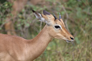 Schwarzfersenantilope / Impala / Aepyceros melampus.