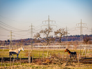 Strommasten und junge Pferde © focus finder
