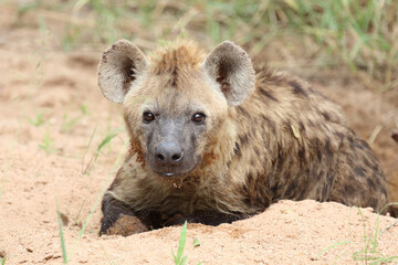 Tüpfelhyäne / Spotted hyaena / Crocuta crocuta