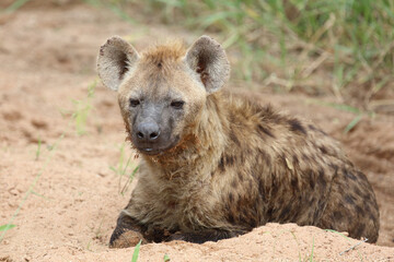 Tüpfelhyäne / Spotted hyaena / Crocuta crocuta