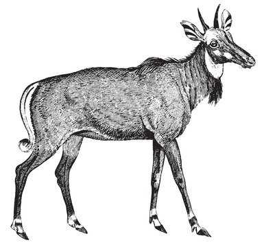 portax deer handcrafted illustration