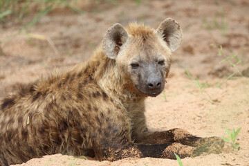 Tüpfelhyäne / Spotted hyaena / Crocuta crocuta