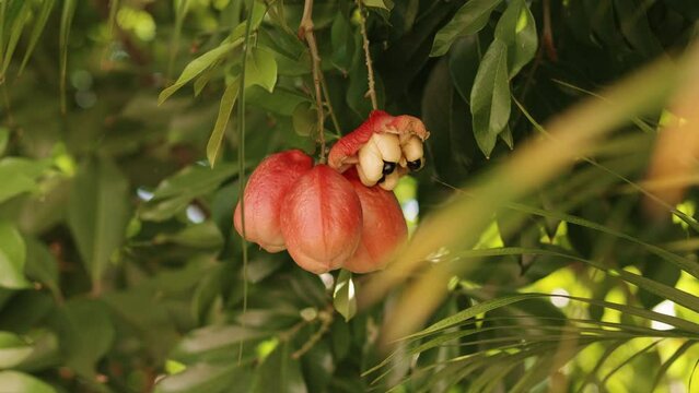 Jamaican Ackee tree with ripe ackee. 