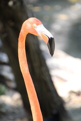 Fototapeta premium close up of a flamingo