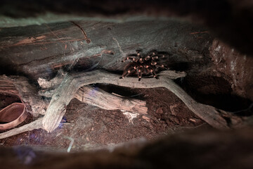 A view into the clipped terrarium.