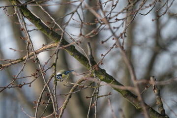 A blue tit pecks at a seed on a cherry branch.