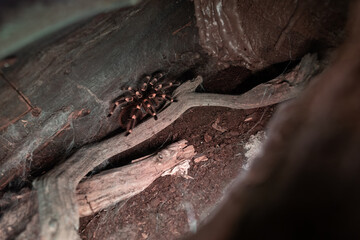 A view into the clipped terrarium.