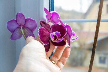 Woman enjoys orchid flowers on window sill. Girl taking care of home plants