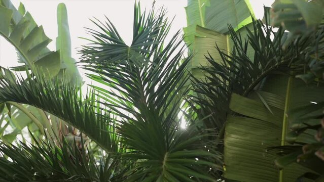 Green palm leaves and green plants with strong backlighting at sunset in Tulum