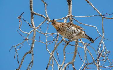 wild roughed grouse eating in tree tops