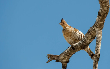 wild roughed grouse eating in tree tops