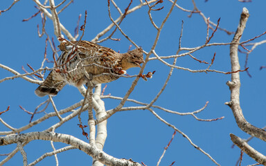wild roughed grouse eating in tree tops