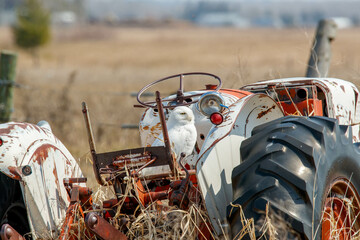snowy owl sitting on antique tractor in field 