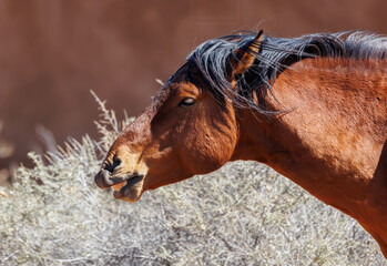 wild horse in field of grass